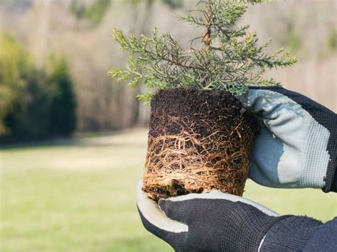 Extraction d'une motte d'arbre