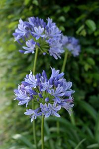 Intensiv violette Dolden von Agapanthus in voller Blüte