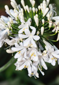 Details einer weißen Agapanthen-Blüte: Knospen, die sich öffnen