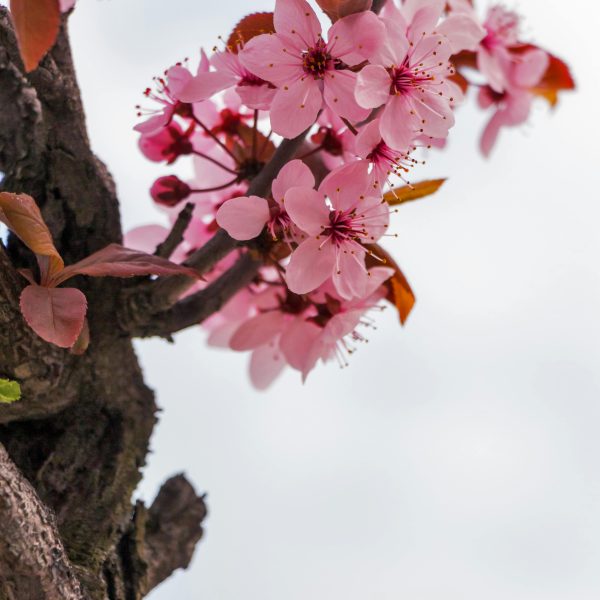 Cerisier en fleurs : origines, variétés et conseils de culture
