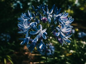 Agapanthe variété bleue Midnight Star illuminant les bordures avec ses ombelles sombres
