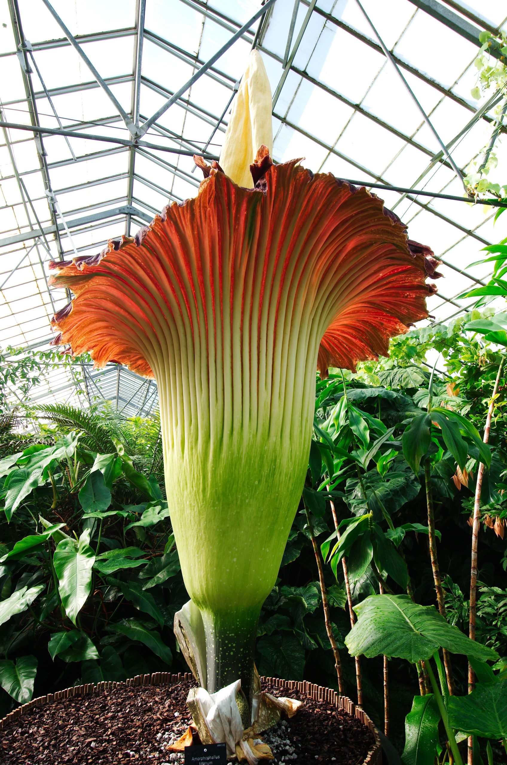 Amorphophallus titanum kwitnący w szklarni botanicznej
