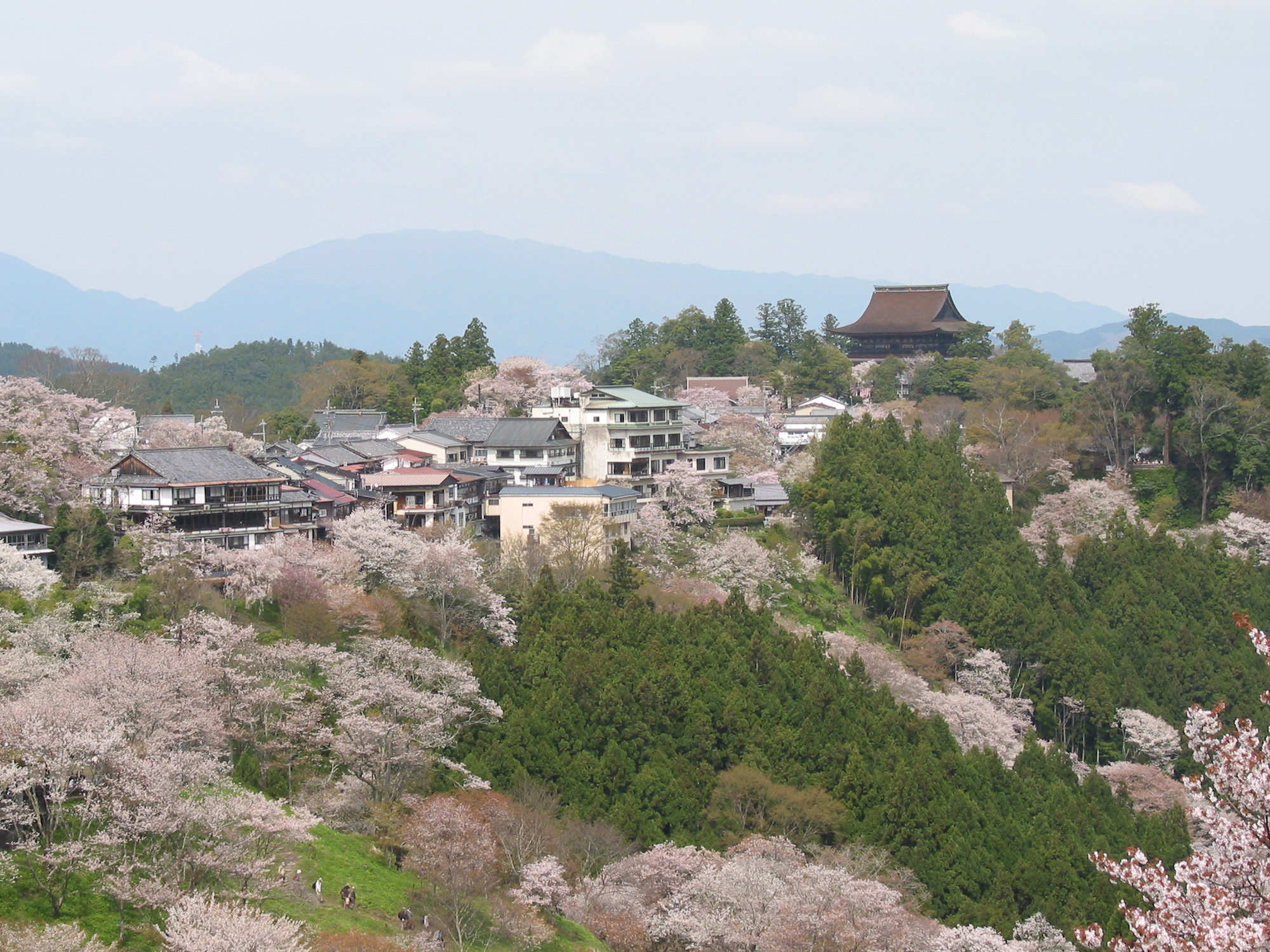 Sakura en fleurs au mont Yoshino au Japon