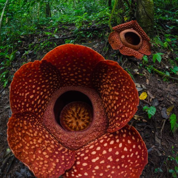 Les plus belles fleurs du monde : palette, records, symboles et conseils pour les admirer