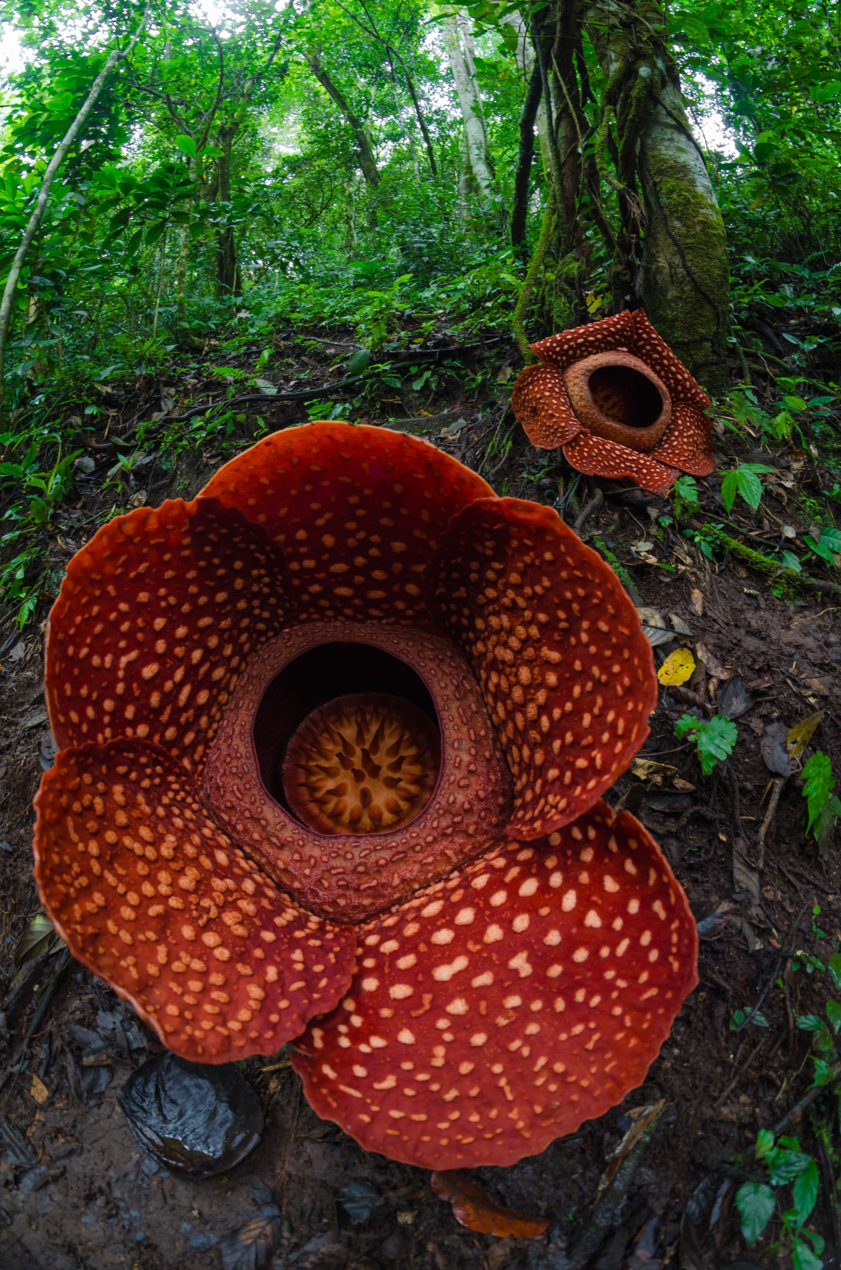 Rafflesia arnoldii, plus grande fleur simple du monde