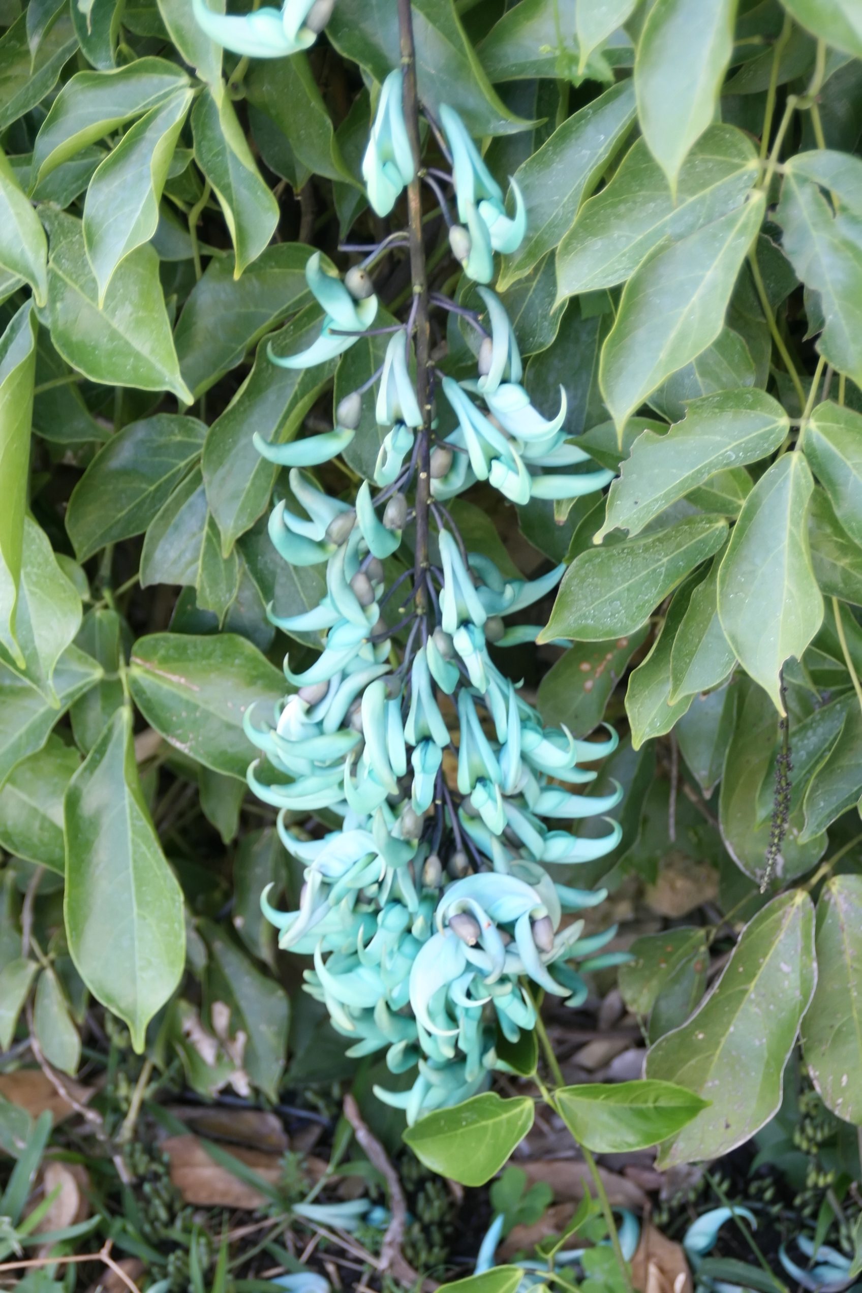 Turkusowe grono liany jadeitowej Strongylodon macrobotrys