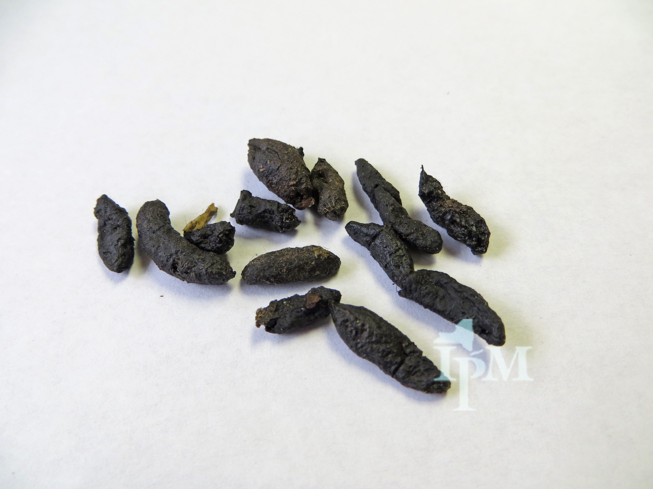 Kupy szczura na jasnym tle, dłuższe i grubsze, masywny wygląd