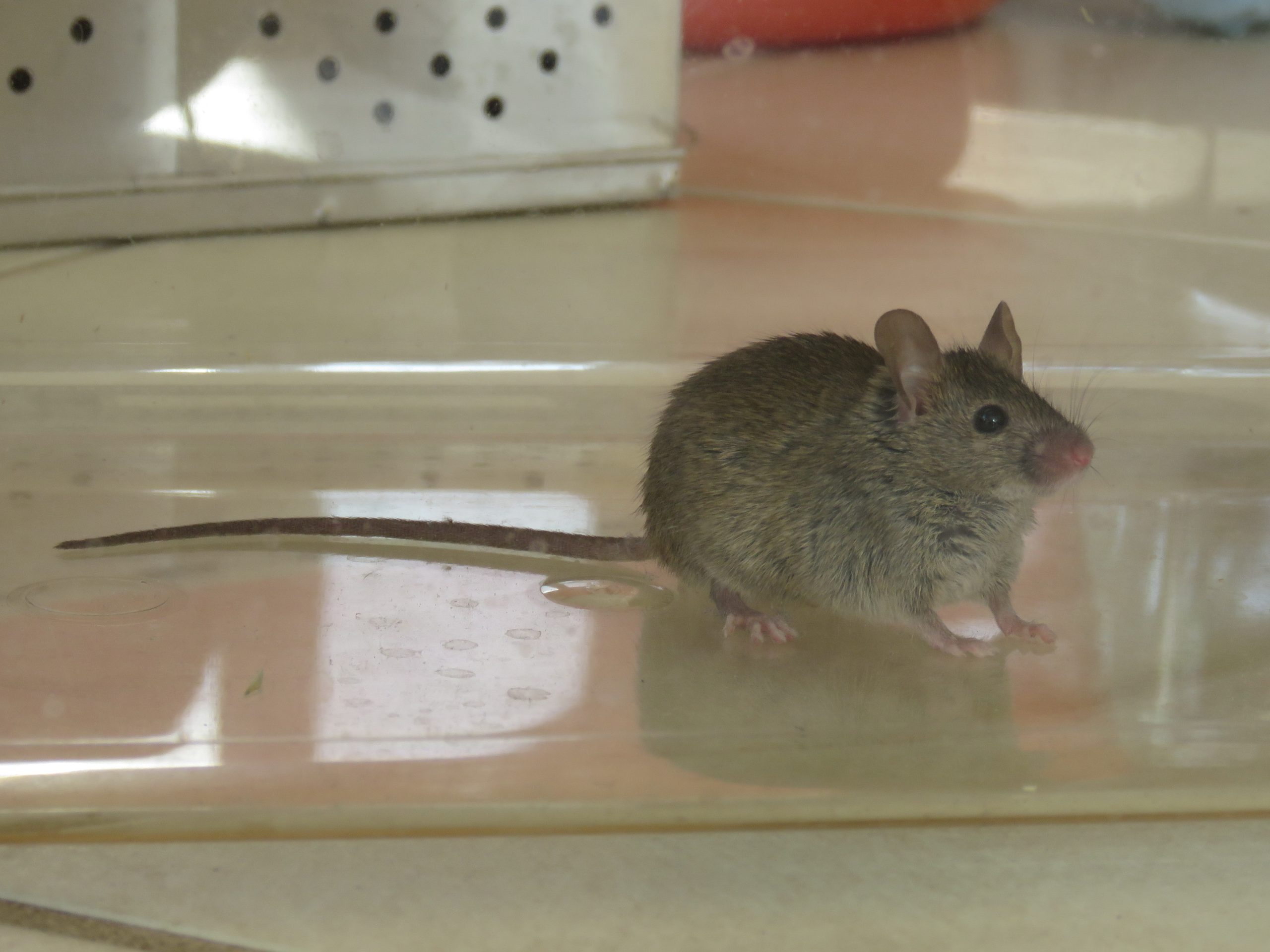 Souris domestique (Mus musculus) photographiée en intérieur