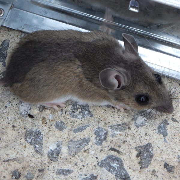 Souris domestique proche d’un piège, animal petit et agile