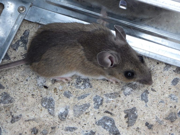 Souris domestique proche d’un piège, animal petit et agile