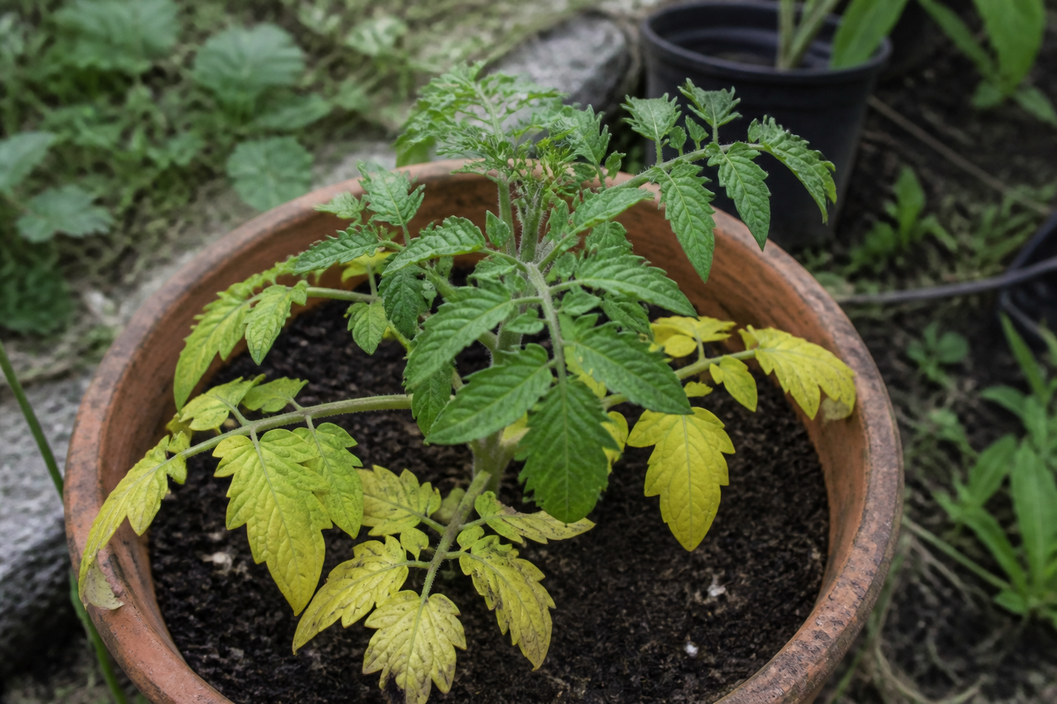 Plant de tomate en pot avec feuilles basses jaunes et jeune pousse verte